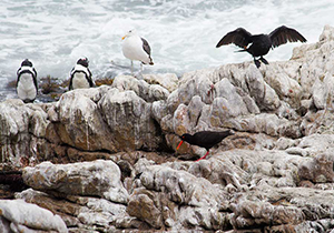 Rocky Scene