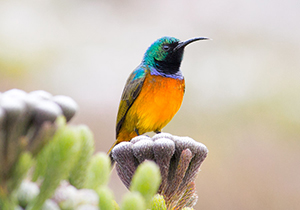 Sunbird on branch