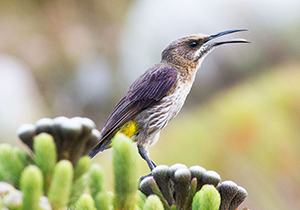 Sunbird on Flower