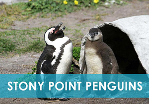Penguins at Stony Point