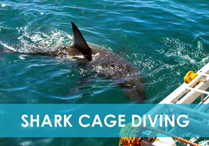 Shark Cage Diving