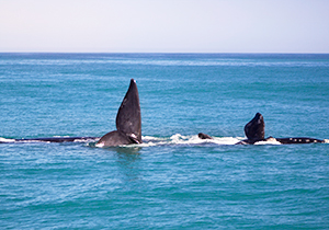 Southern Right Whale Tail