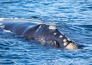 Southern Right Whale Head