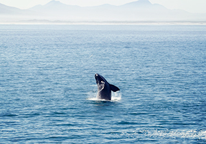 Southern Right Whale Calf Breaching