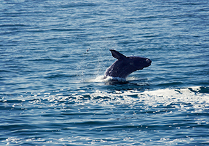 Southern Right Calf Jumping