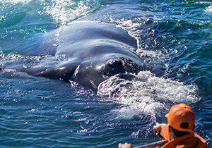 Whale Up Close