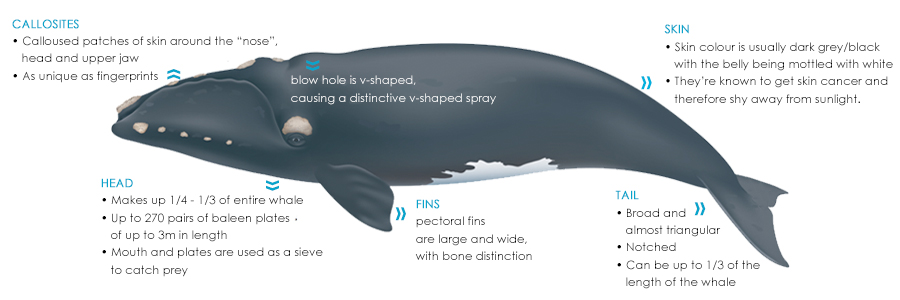 Whale Diagram