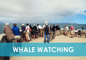Land Based Whale Watching