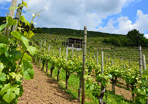 Wine Valley Vineyards