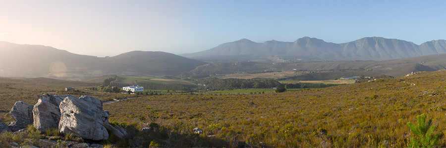 Wine Valley View