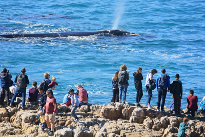 Whale Watching