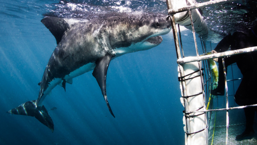 Shark Cage Diving